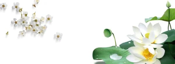 Harrogate Holistic Healing